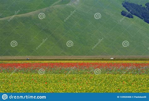 Cultivated And Flowery Fields Of Castelluccio Di Norcia Stock Photo