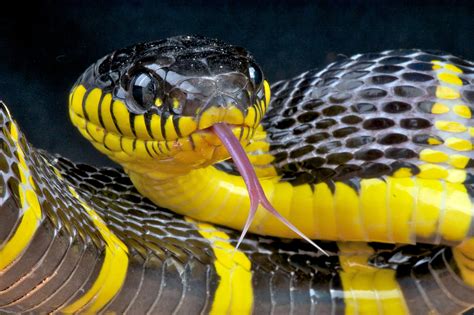 Action Needed On Dangerous Pet Snakes Demands Animal Welfare Experts
