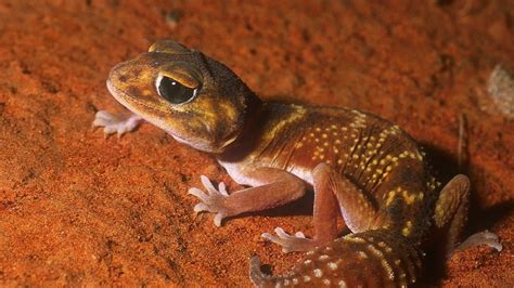 Smooth Knob Tailed Gecko Nephrurus Levis Youtube