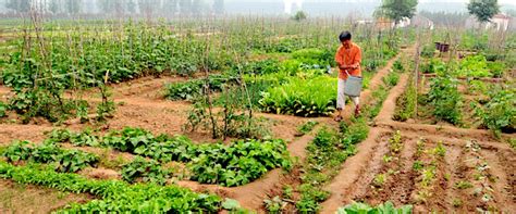small-scale-intensive-agriculture