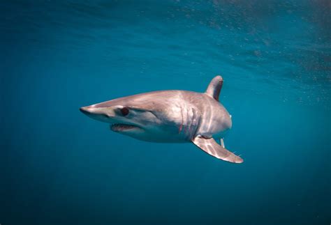 International Victory For Endangered Shortfin Mako Sharks Oceana Usa