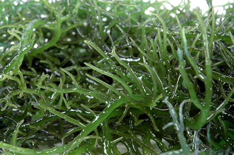 11888095 Details Of Fresh Green Seaweed Vitanina