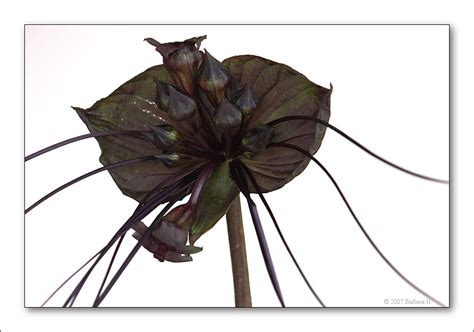 We did not find results for: Black Bat Plant Flower (Tacca chantrieri) 2/2 ...