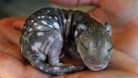 You Probably Need More Baby Quolls In Your Life Boing Boing