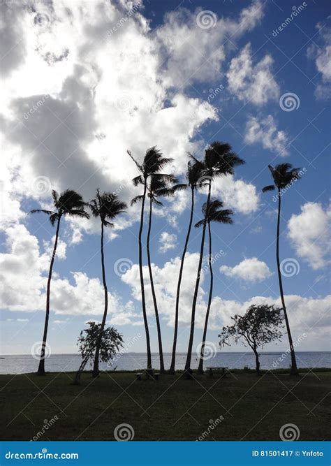 Coconut Trees At Kawaikui Beach Park Stock Image Image Of Honolulu