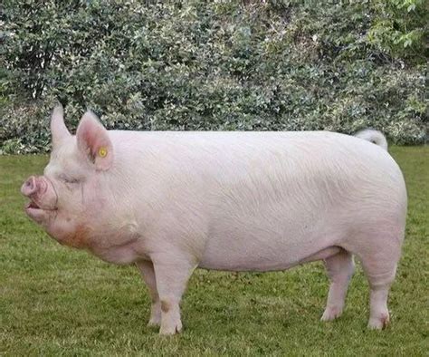 Farm Pig In Moradabad फार्म पिग मुरादाबाद Latest Price And Mandi