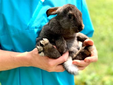 Adopt A Bunny Stock Photos Pictures And Royalty Free Images Istock
