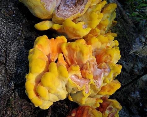 Juicy Yellow Fungus Lots And Big Growing On A Dead Tree Pfly Flickr