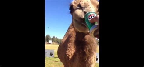 October 25 at 7:40 am ·. Man Offers Beer To Camel & It Chugs The Whole Can Down ...