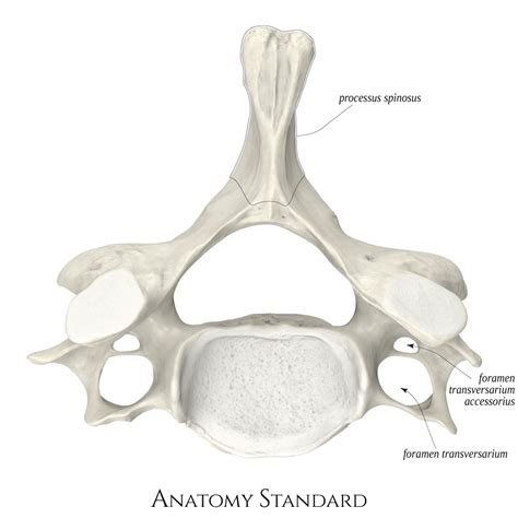 Spinal Surgery Spinal Nerve Human Skeleton Anatomy Human Anatomy Biology Diagrams Cervical