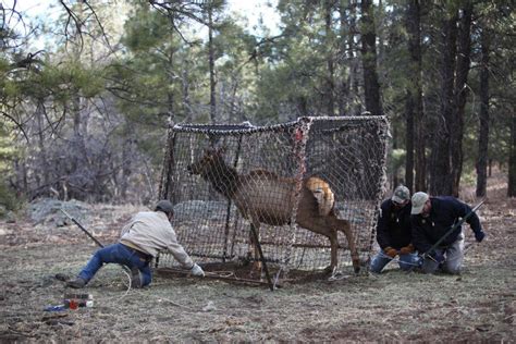 northern arizona elk getting the collar bonnie stevens communication station
