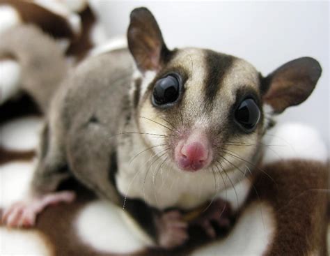 10 Cutest & Most Cuddly Exotic Pets