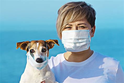 If your pet is sick, your veterinarian will check. Will Coronavirus Affect Dogs? Not as Much as You Might Think
