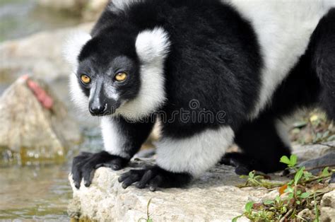 Black And White Ruffed Lemur Stock Image Image Of Black Island 33603239