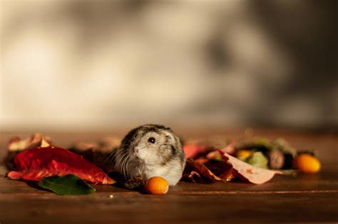 Grey Hamster On Wooden Table Sitting Between Autumn Leaves Nuts And