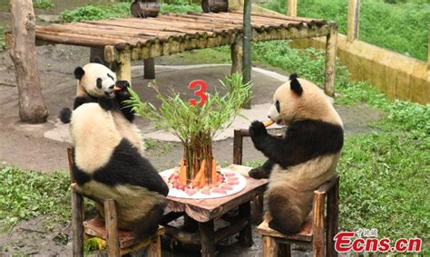 Six Pandas In Chongqing Celebrate Birthday Together Global Times