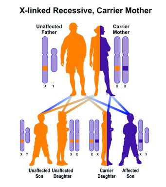 Can a recessive trait be on the y chromosome : X-Linked Recessive - Genetics