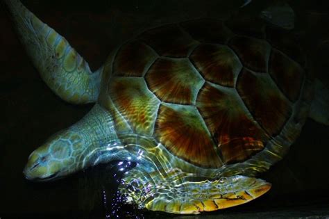 Sea Turtle Wikipedia The Free Encyclopedia Turtle Sea Turtle