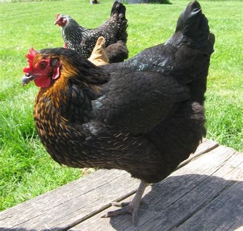 Black Hen With Gold Lacing Backyard Chickens Learn How To Raise