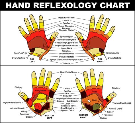 Reflexology Methods And Tutorials In D