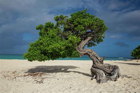 Windswept Divi Divi Tree On The Island Of Aruba Photograph By Bridget