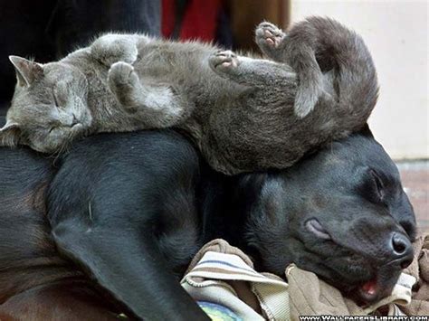 20 cute cats with dogs | Kitty Bloger