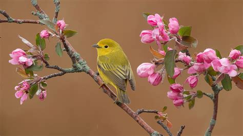 Cute Willow Warbler Is Standing Blossom Tree Branch Hd Birds Wallpapers