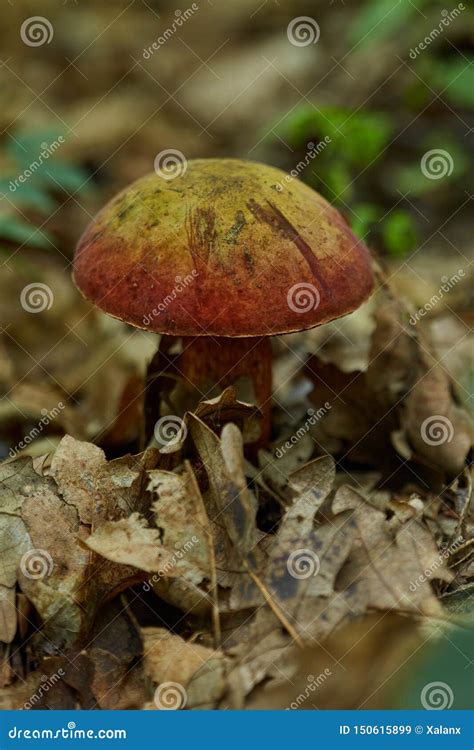 Devil S Bolete Mushroom Stock Image Image Of Focus 150615899