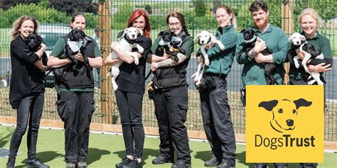Charity Of The Month Dogs Trust Give As You Live Blog
