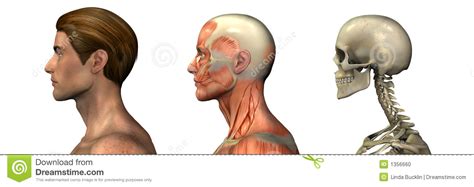 Anatomy charts are visual depictions of the human body. Anatomical Overlays - Male - Head And Shoulders - Profile Stock Illustration - Illustration of ...