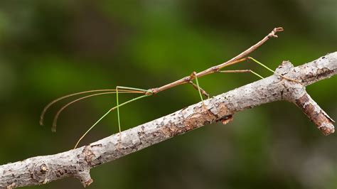 Where Do Stick Insects Live