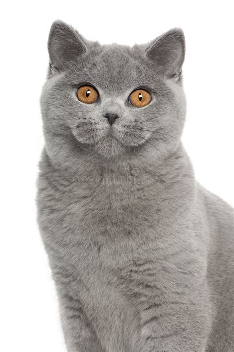 Portrait Of British Shorthair Kitten Sitting Stock Photo Image Of