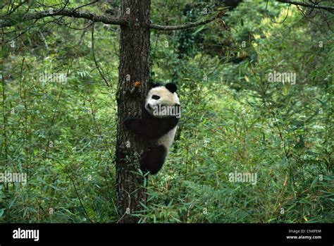 Giant Panda Cub Playing On Tree Wolong Sichuan China Stock Photo Alamy