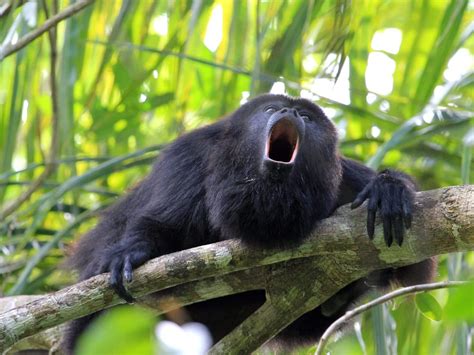Mono Aullador Descubre Al Primate Más Escandaloso Animalesexoticos