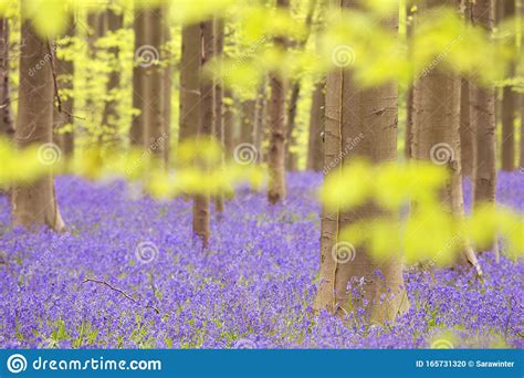 Blooming Bluebell Forest Of Hallerbos In Belgium Stock Photo Image Of