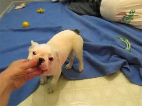 To furnish guidelines for breeders who wish to maintain the quality of their breed and to improve it; Luna! Deaf Frenchie Puppy Available for Adoption French ...