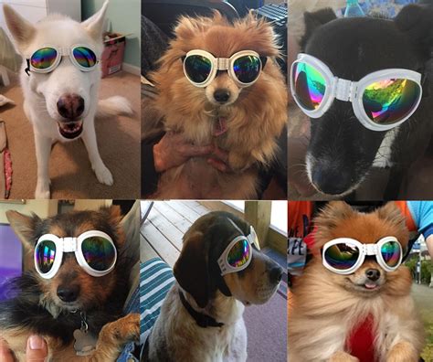 Qumy Dog Sunglasses Eye Wear Protection Waterproof Pet