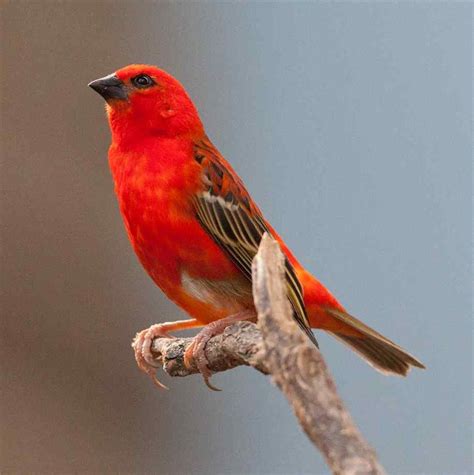 Pictures Of Red Fodys Also Known As The Cardinal Fody Common Fody Or