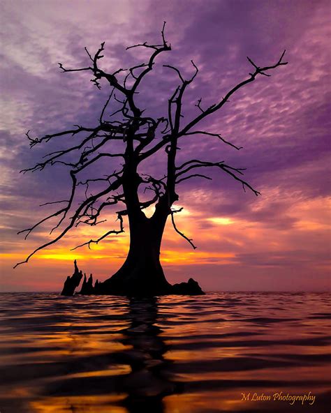 Purple And Gold Sunset With Naked Tree Photograph By M Luton Fine Art