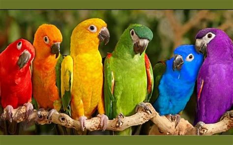 Six Parrots In Different Colors On The Branch