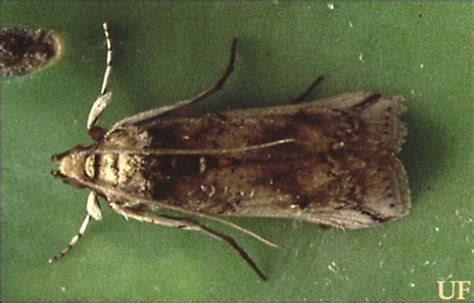 And the antennae and legs are long. cactus moth - Cactoblastis cactorum (Berg)