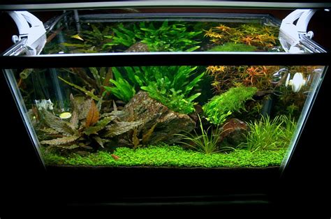 Harga pupuk cair aquascape 2021. Land And Water Aquarium Setup - 1000+ Aquarium Ideas
