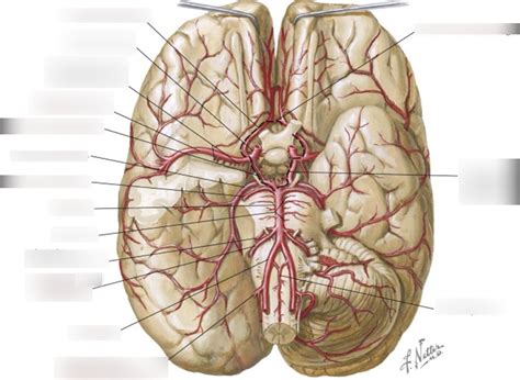 Brain Arteries Circle Of Willis Diagram Quizlet