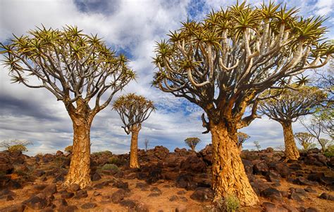 Wallpaper Namibia Quiver Tree Keetmanshoop Images For Desktop Section природа Download