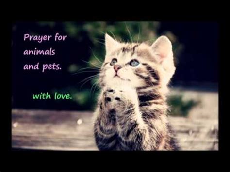 A prayer for my lost cat. prayer for cats, dogs and other pets and animals - YouTube