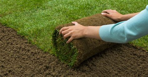 So how do you take care of new sod? Lawn Care Tips for New Sod - Woodsman Tree Service
