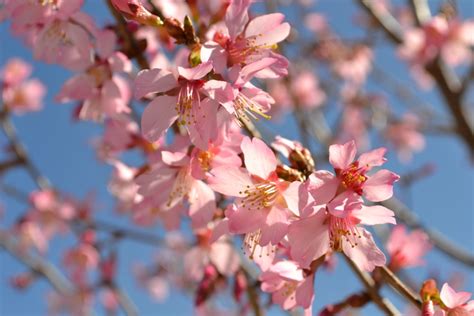 Flowering trees are among the most prized specimens of the yard, making a bold statement and often heralding the return of warmer weather in northern climates. Trees that Bloom Pink in Spring - Gardening Tips | Flower Wiki