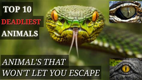 10 Deadliest Animals In The World Youtube