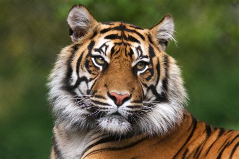 Fundado el 3 de agosto de 1902. ¿Qué significa soñar con un tigre?