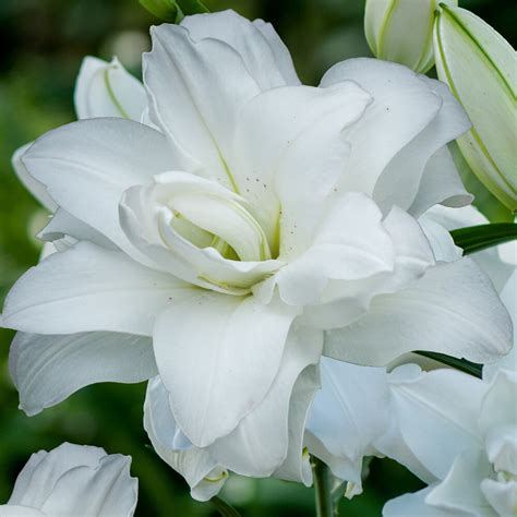 Lotus Lily Pure Od Mr Middleton Garden Shop